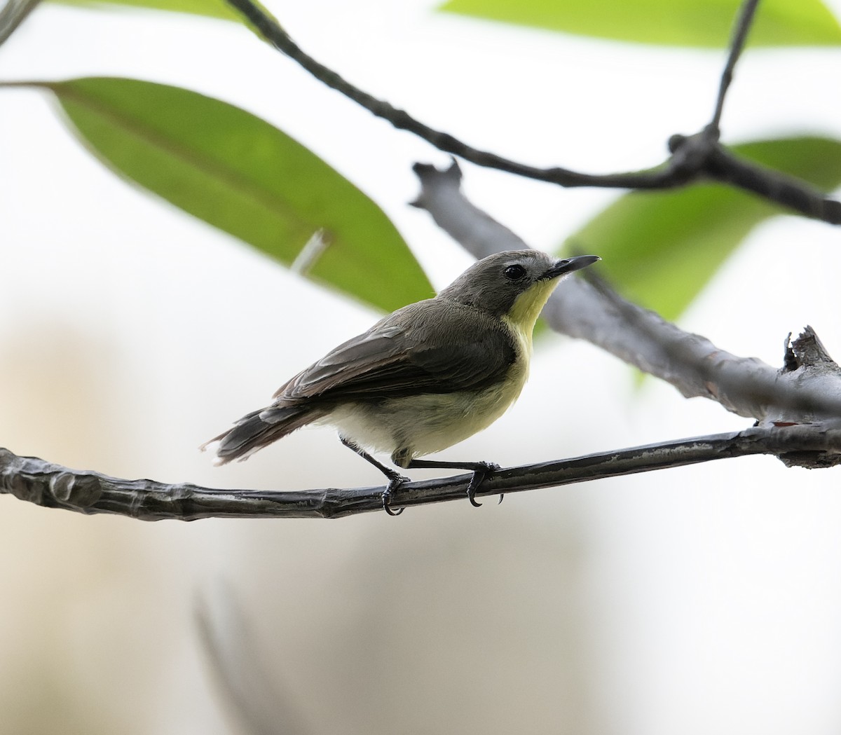 Golden-bellied Gerygone - ML638288675