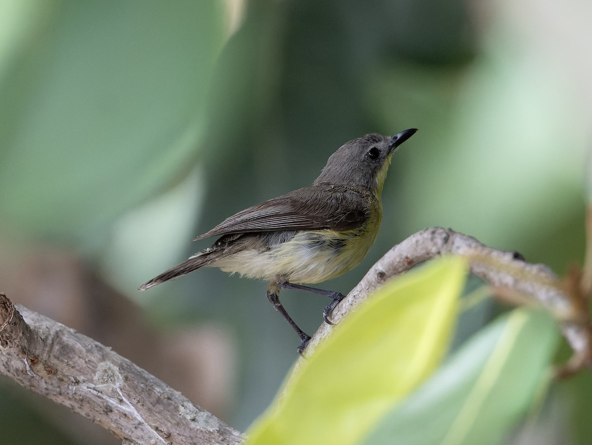 Golden-bellied Gerygone - ML638288676