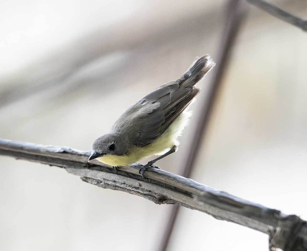 Golden-bellied Gerygone - ML638288678