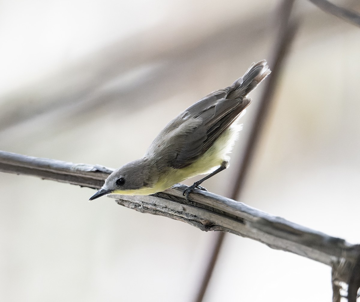 Golden-bellied Gerygone - ML638288679