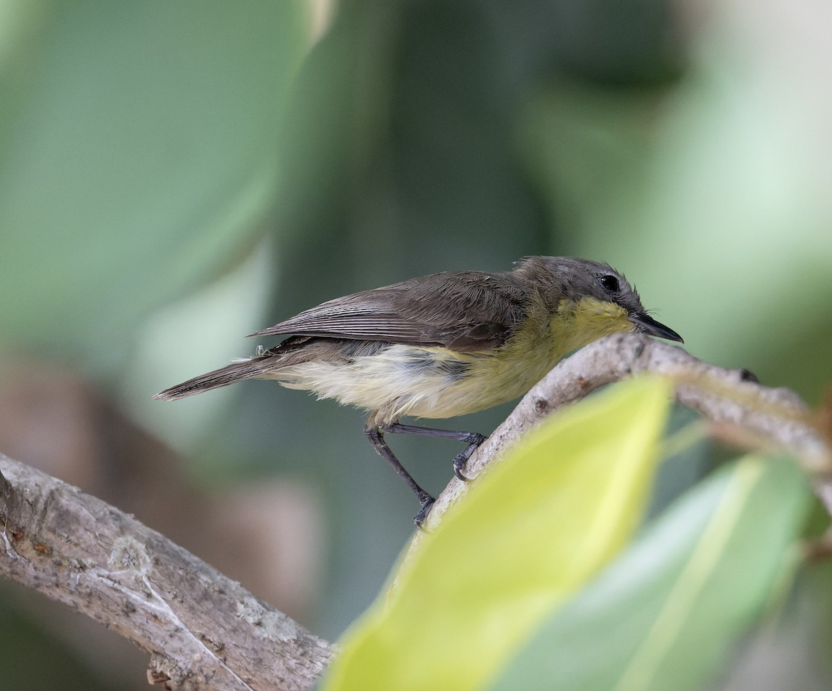 Golden-bellied Gerygone - ML638288680