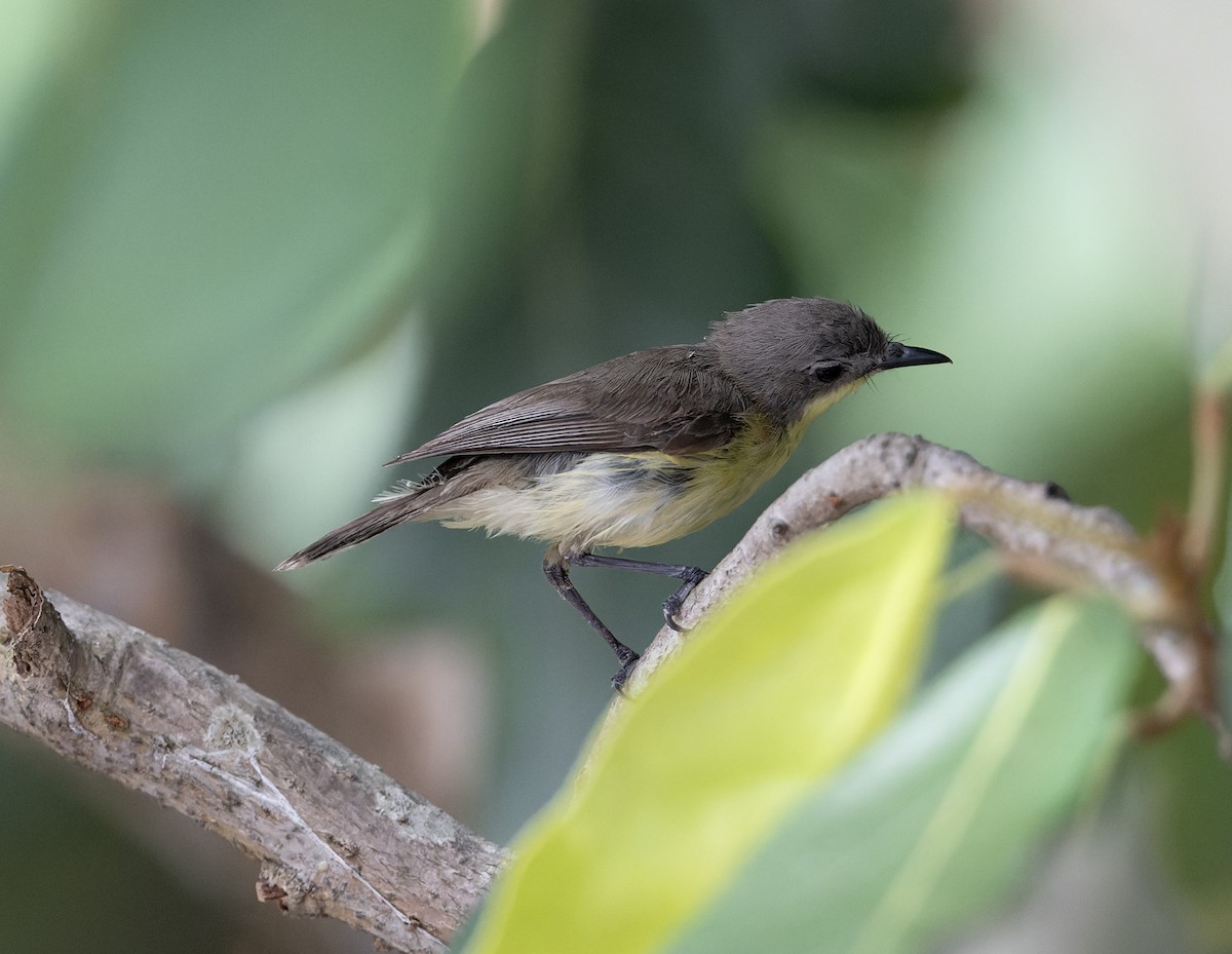 Golden-bellied Gerygone - ML638288681