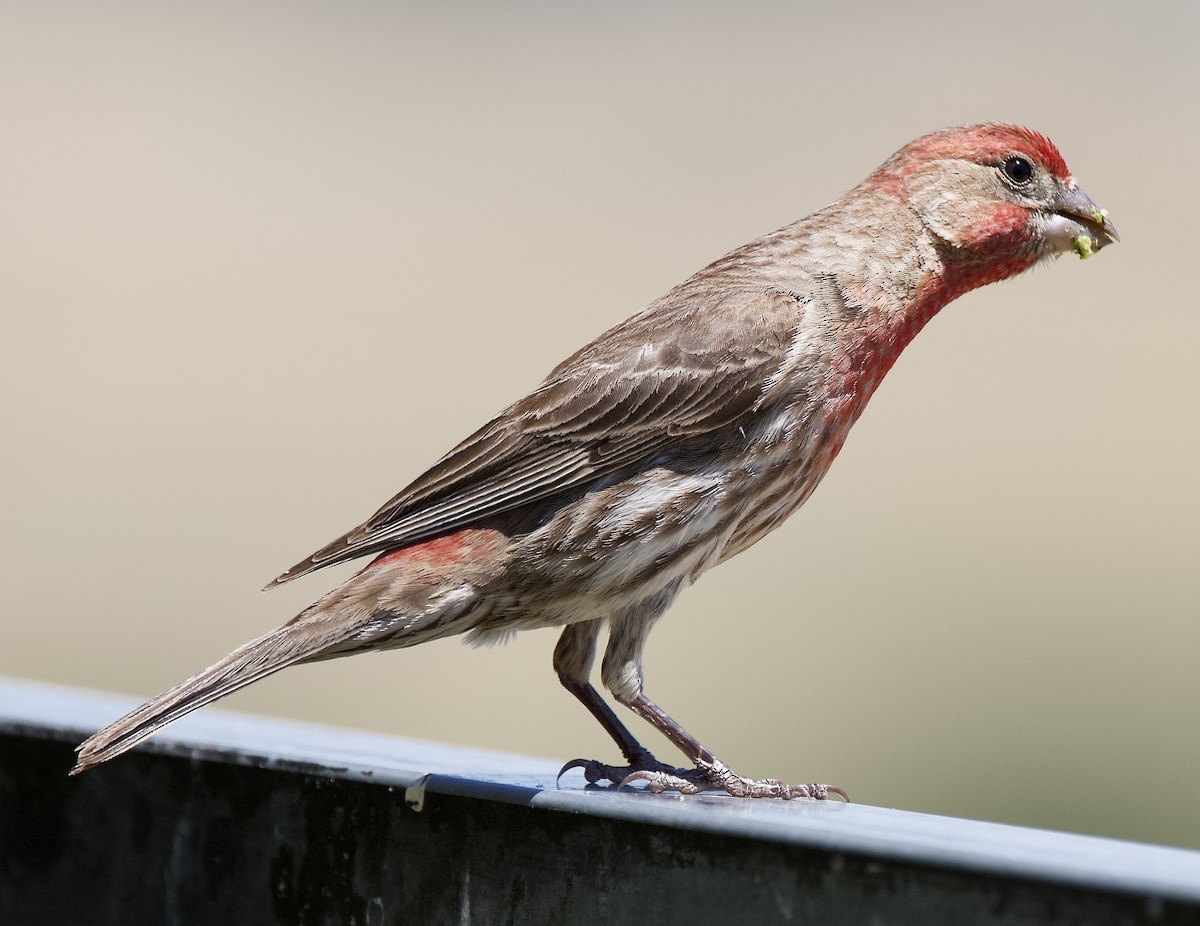 House Finch - ML638288682