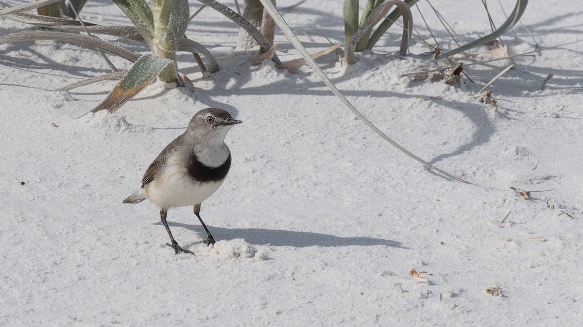 White-fronted Chat - ML638288683