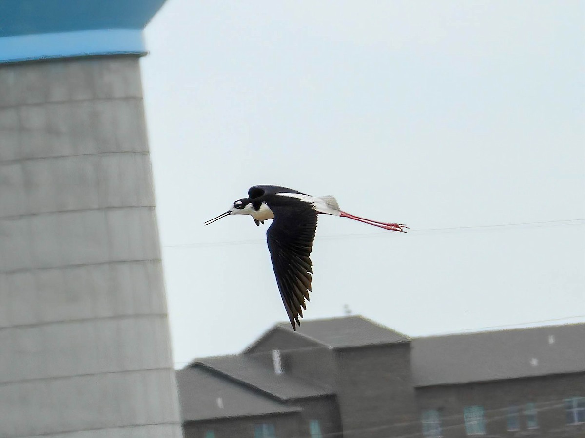 Black-necked Stilt - ML638288685