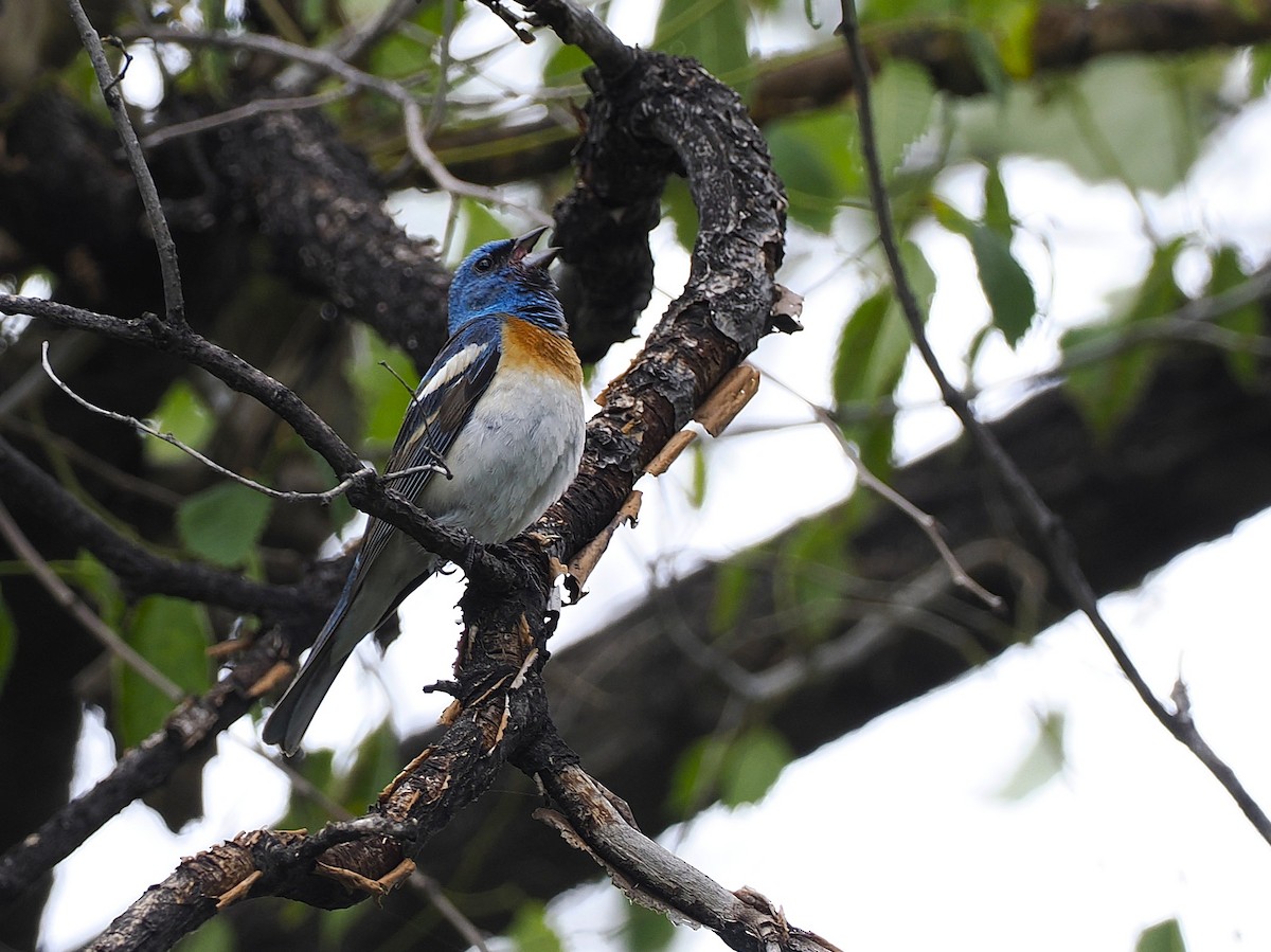 Lazuli Bunting - ML638288686
