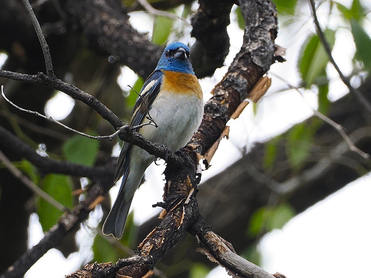 Lazuli Bunting - ML638288687