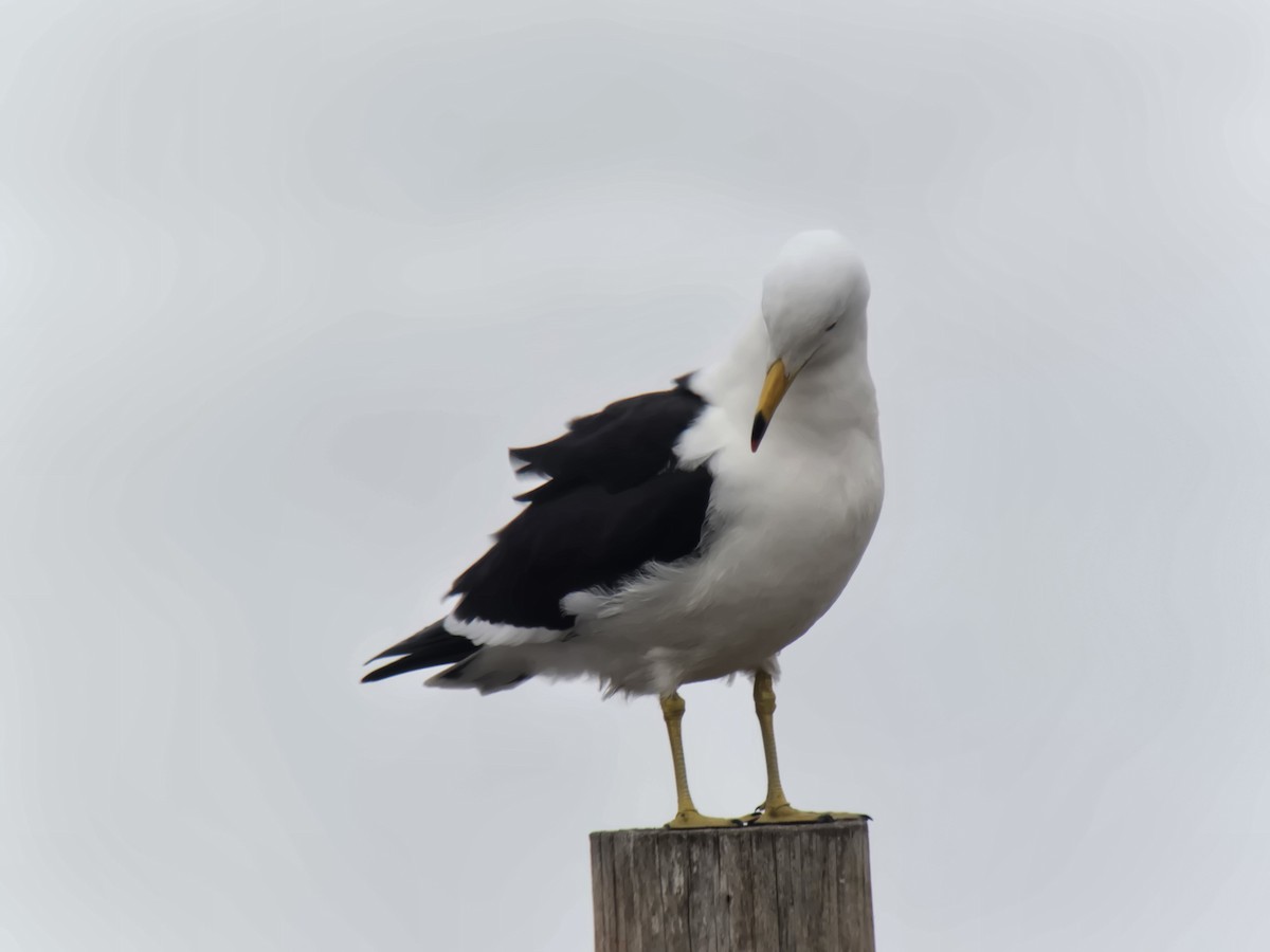Olrog's Gull - ML638288695
