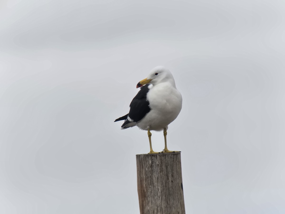 Olrog's Gull - ML638288696