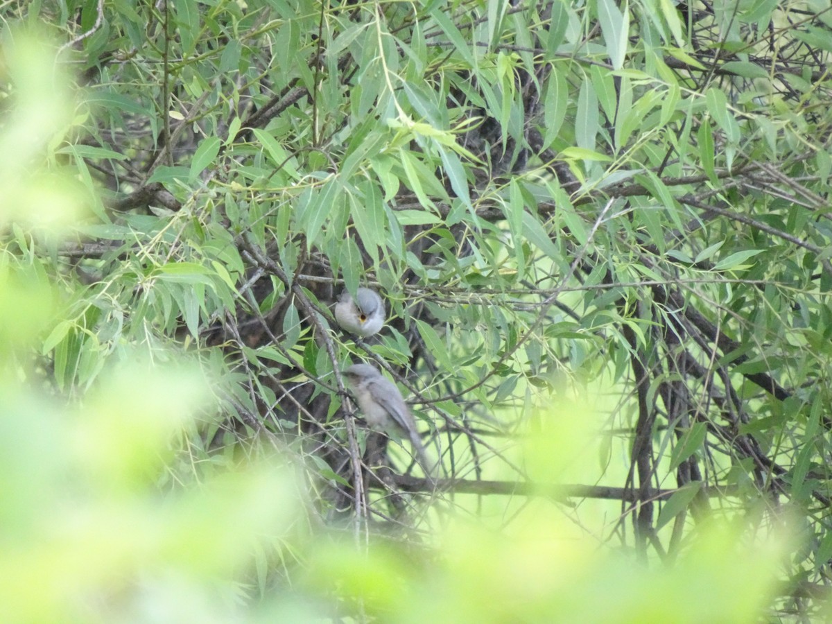 Bushtit - ML638288697