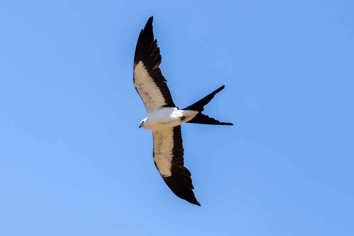 Swallow-tailed Kite - ML638288706