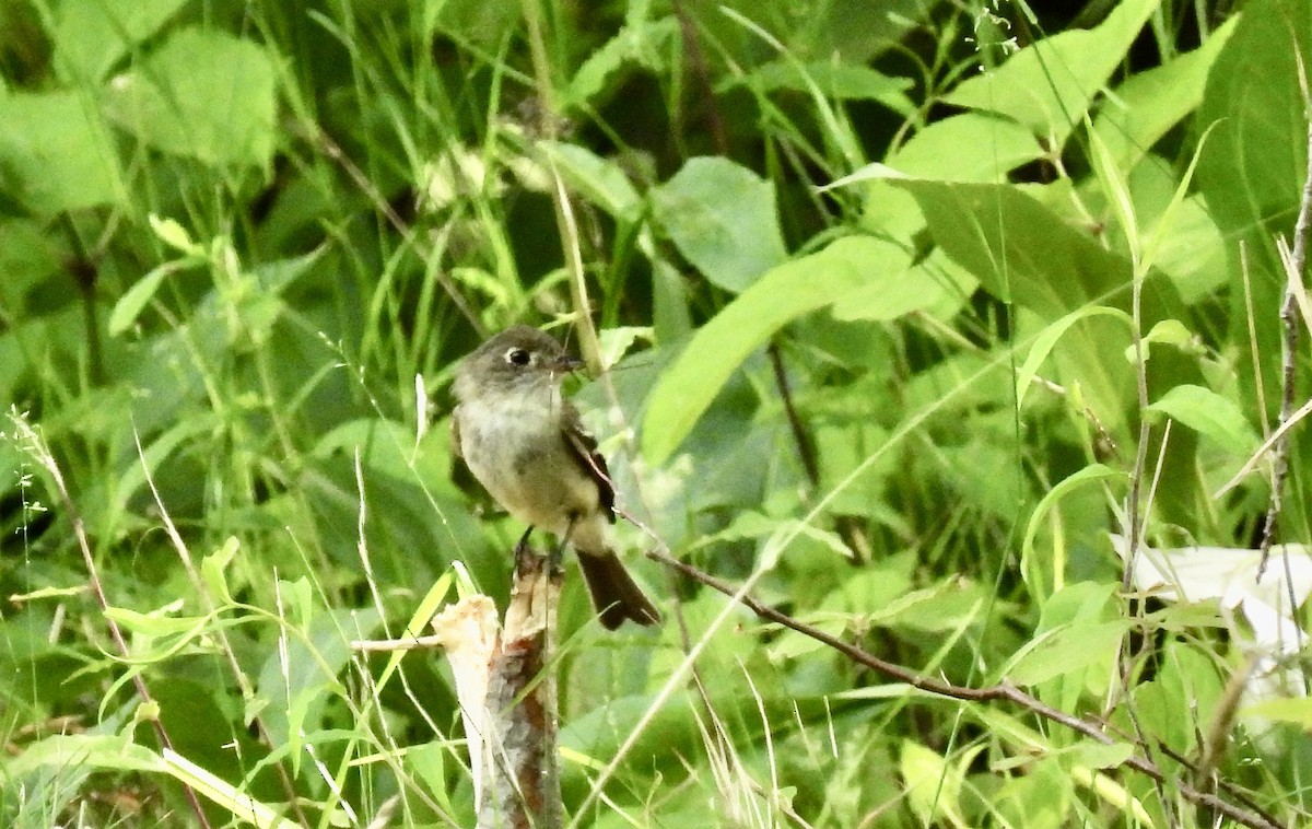 Least Flycatcher - ML638288709