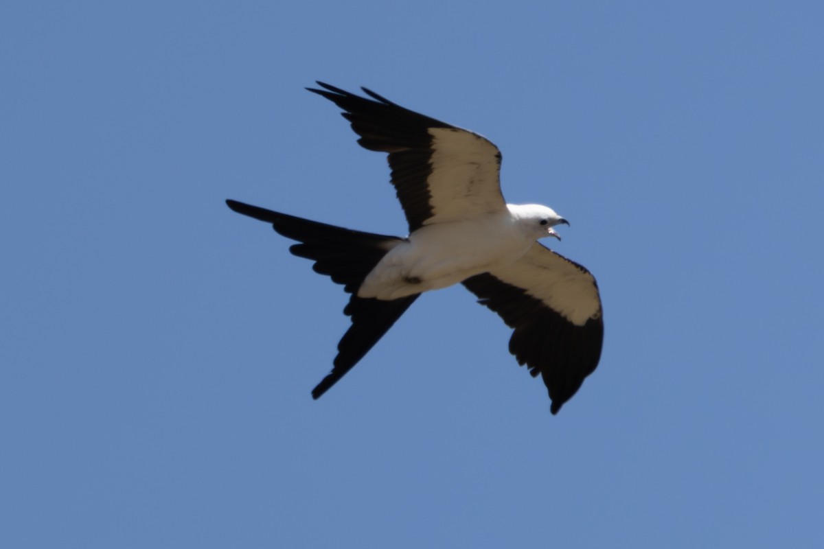 Swallow-tailed Kite - ML638288735