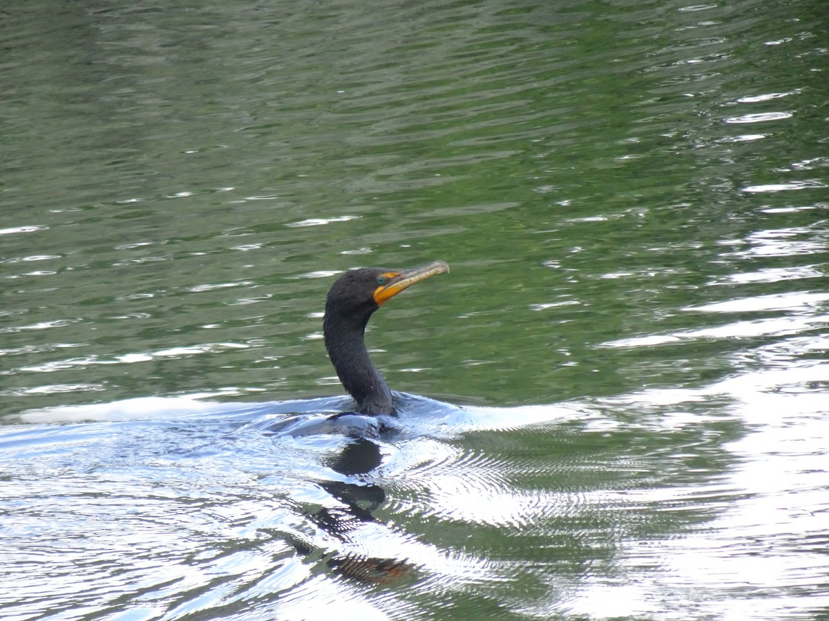 Cormorán Orejudo - ML638288745