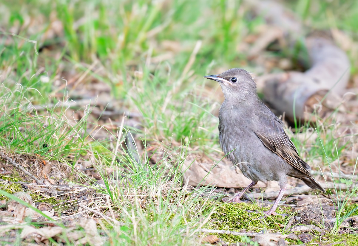 European Starling - ML638288749