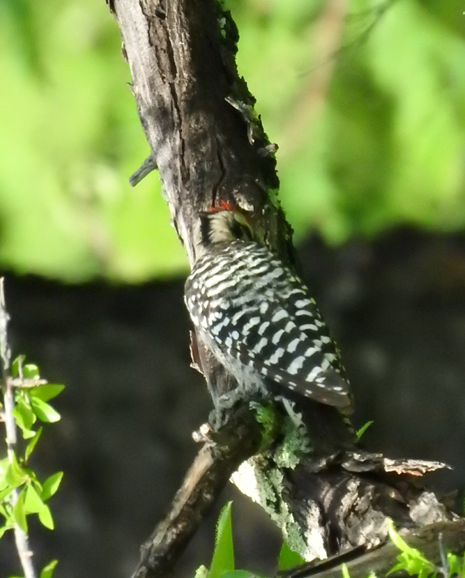 Ladder-backed Woodpecker - ML638288751