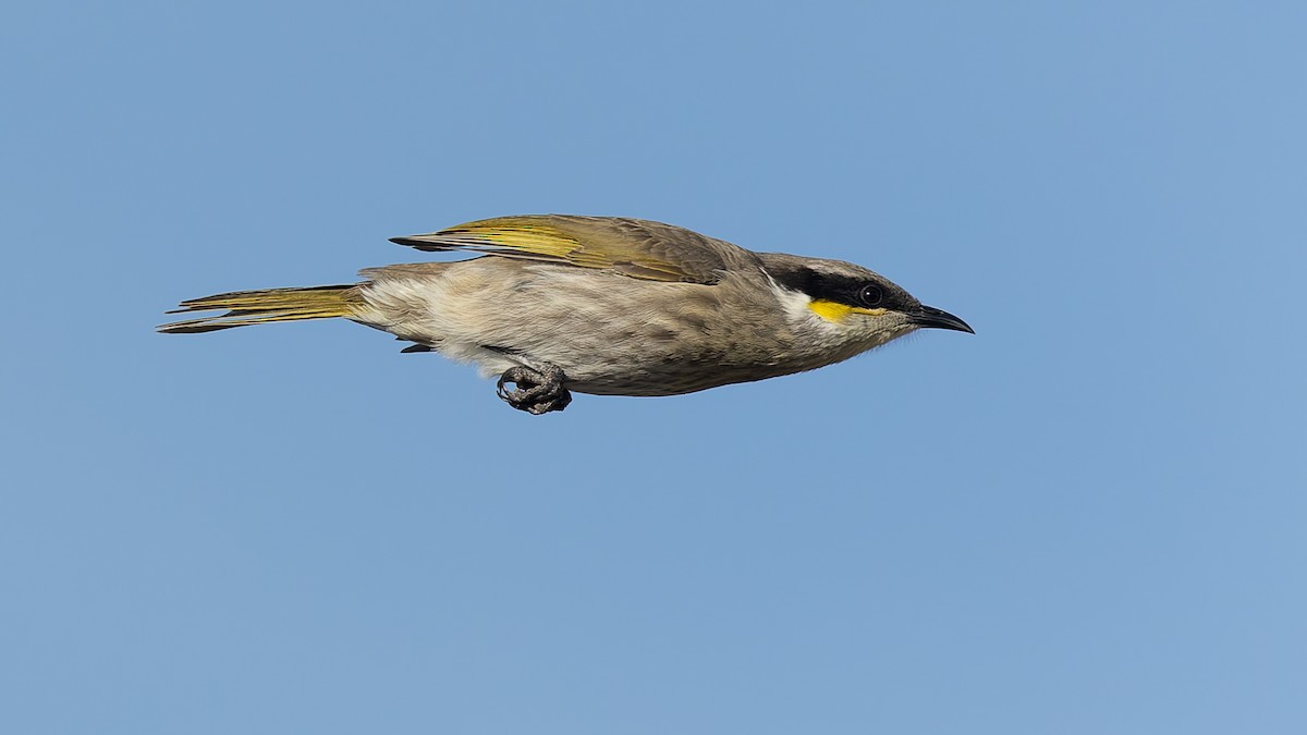 Singing Honeyeater - ML638288756