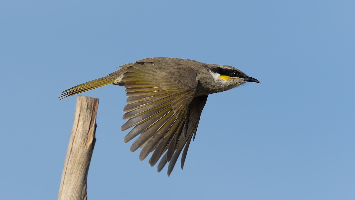 Singing Honeyeater - ML638288757
