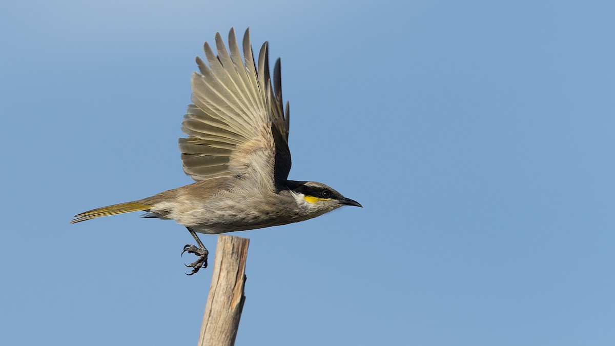 Singing Honeyeater - ML638288758