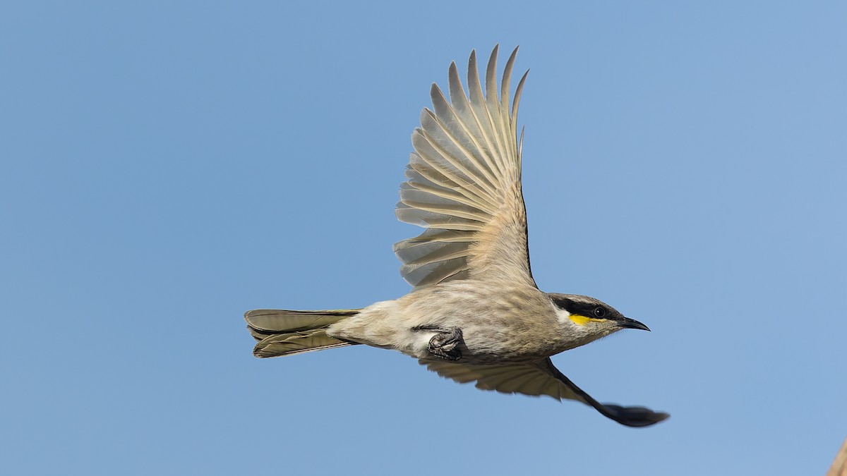 Singing Honeyeater - ML638288759