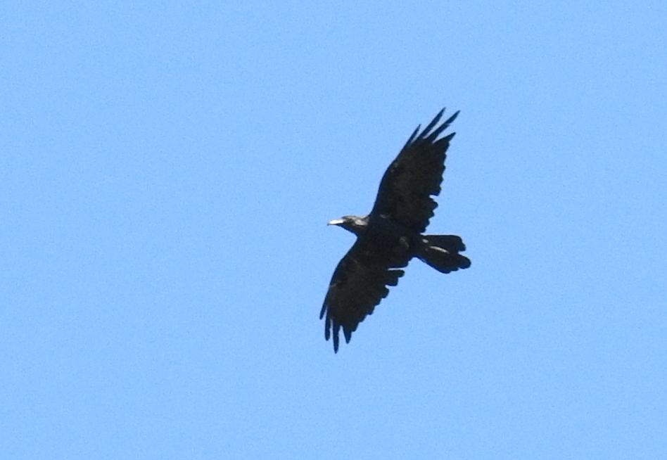 Common Raven - ML638288765