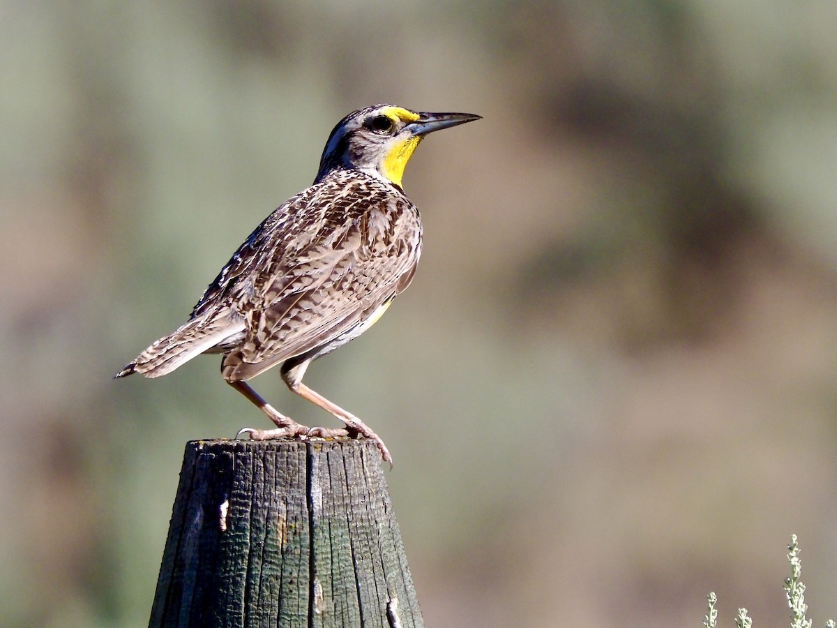 Western Meadowlark - ML638288776