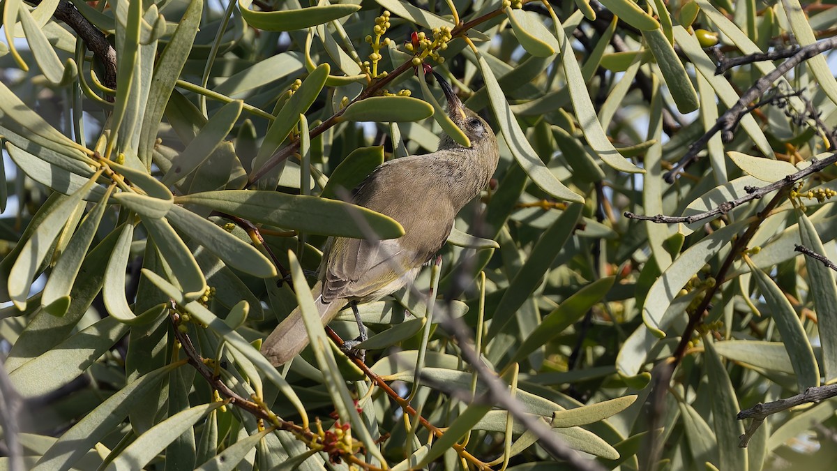 Brown Honeyeater - ML638288780