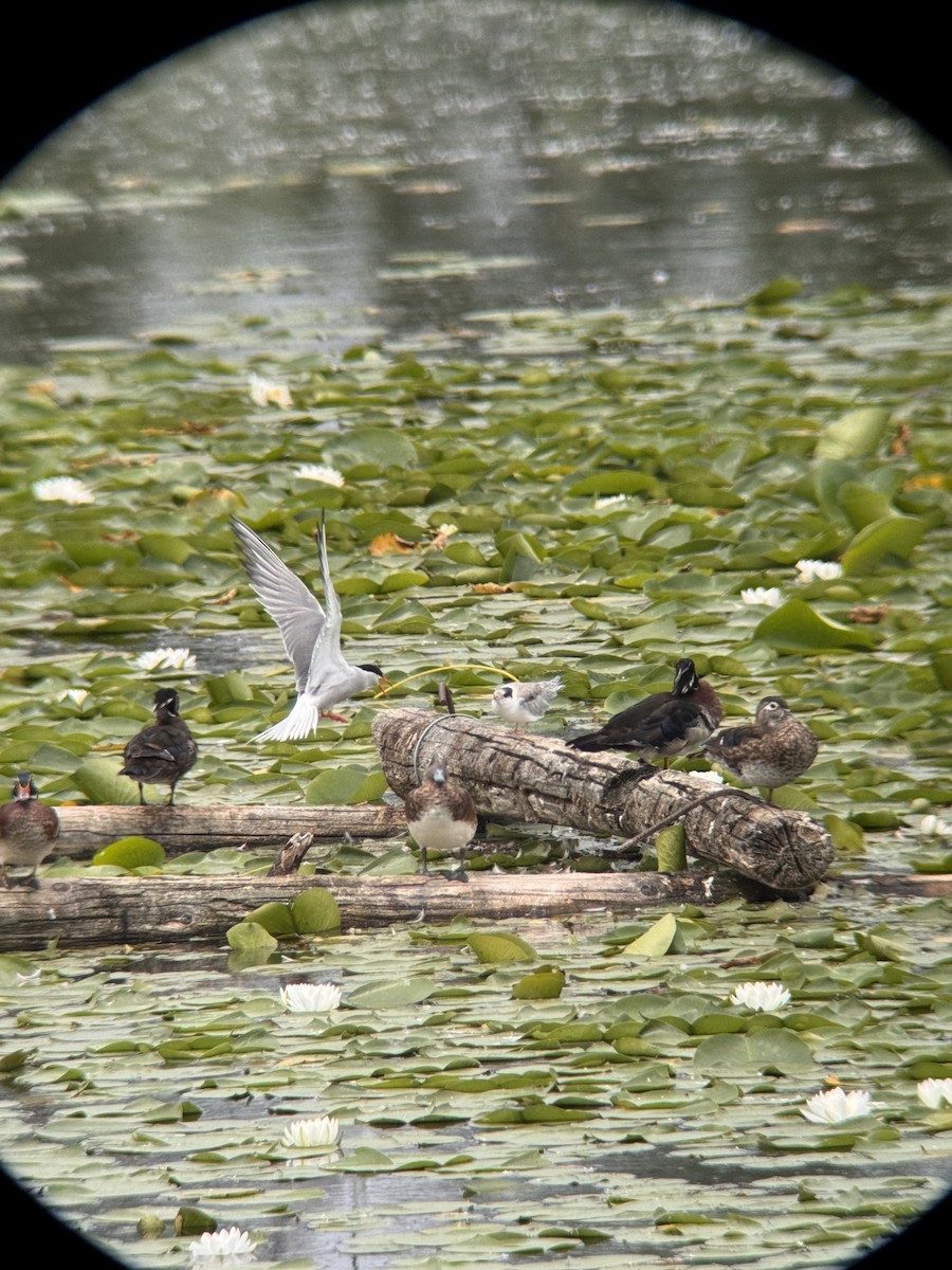 American Wigeon - ML638288789