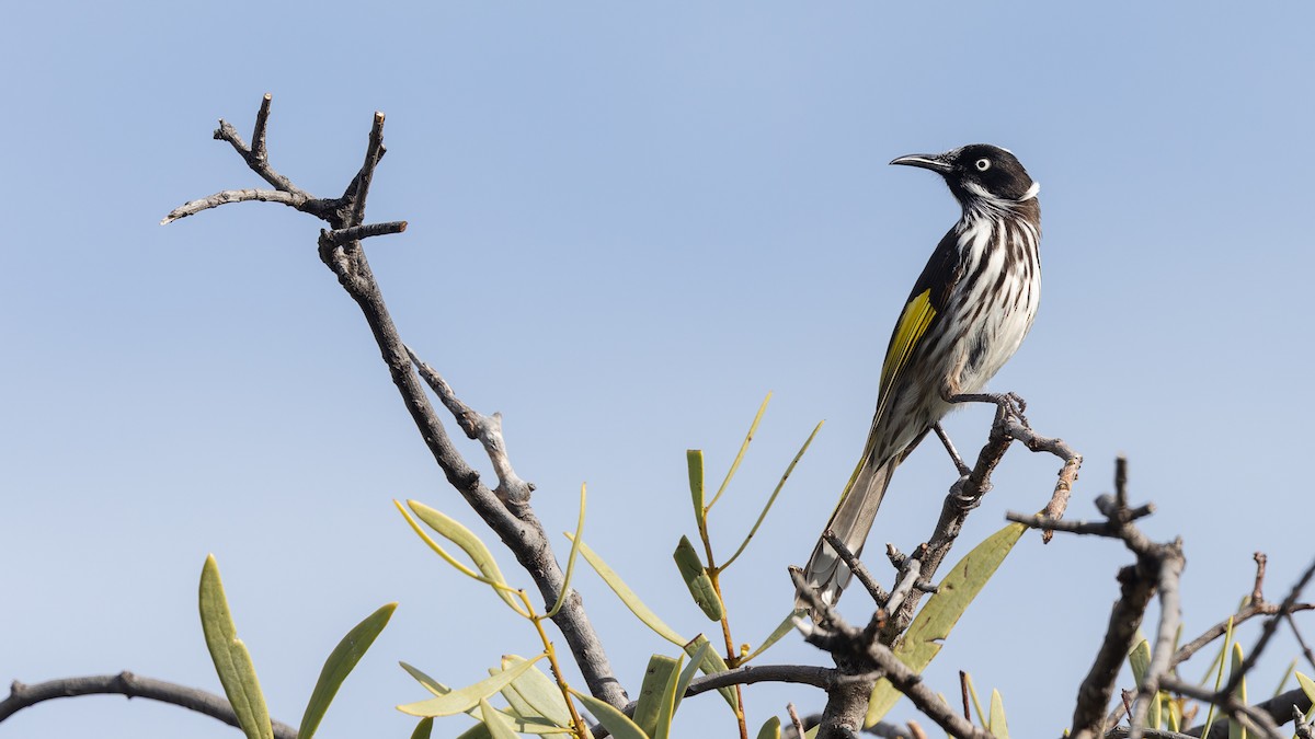 New Holland Honeyeater - ML638288791