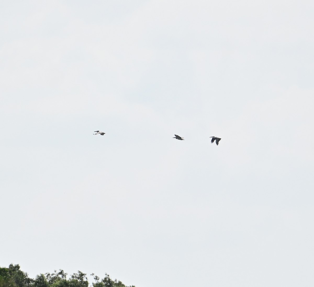 Spot-billed Pelican - ML638288794