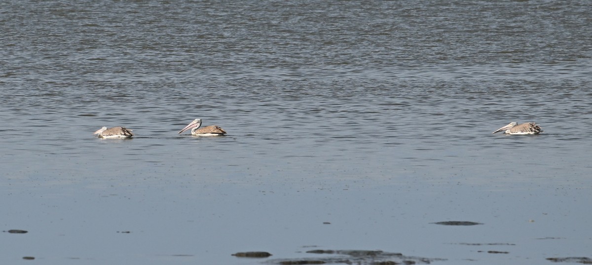 Spot-billed Pelican - ML638288795