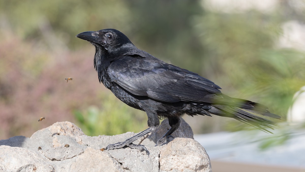 Australian Raven - ML638288797