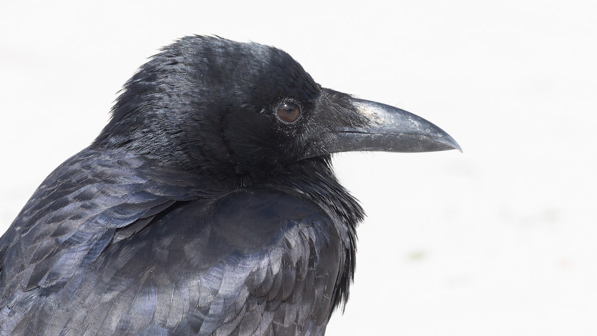 Australian Raven - ML638288798