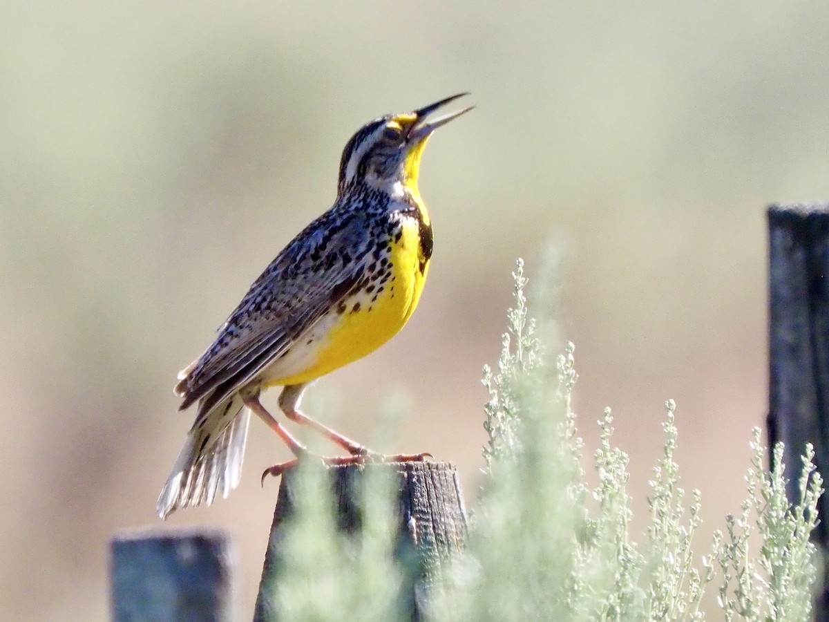 Western Meadowlark - ML638288808