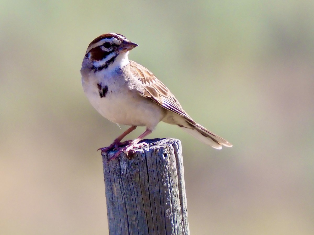 Lark Sparrow - ML638288818