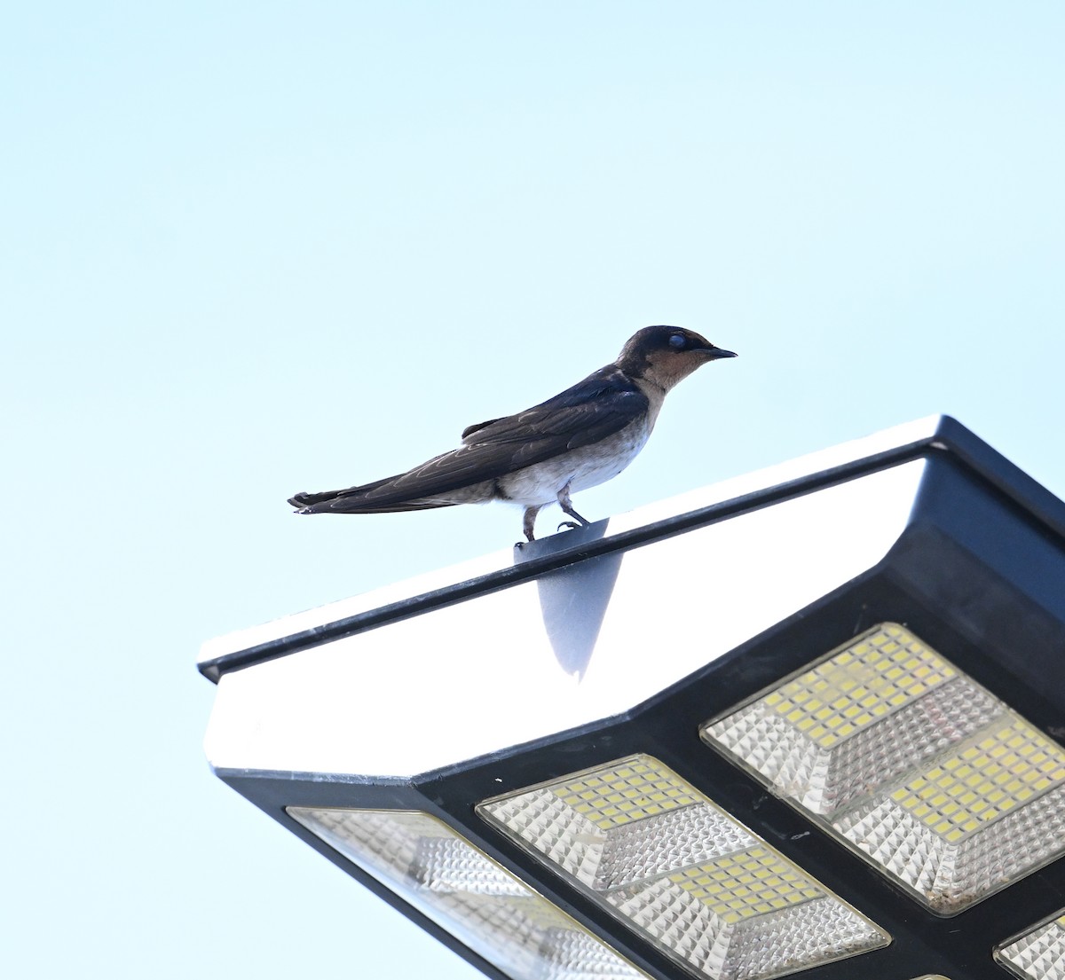 Pacific Swallow - ML638288821