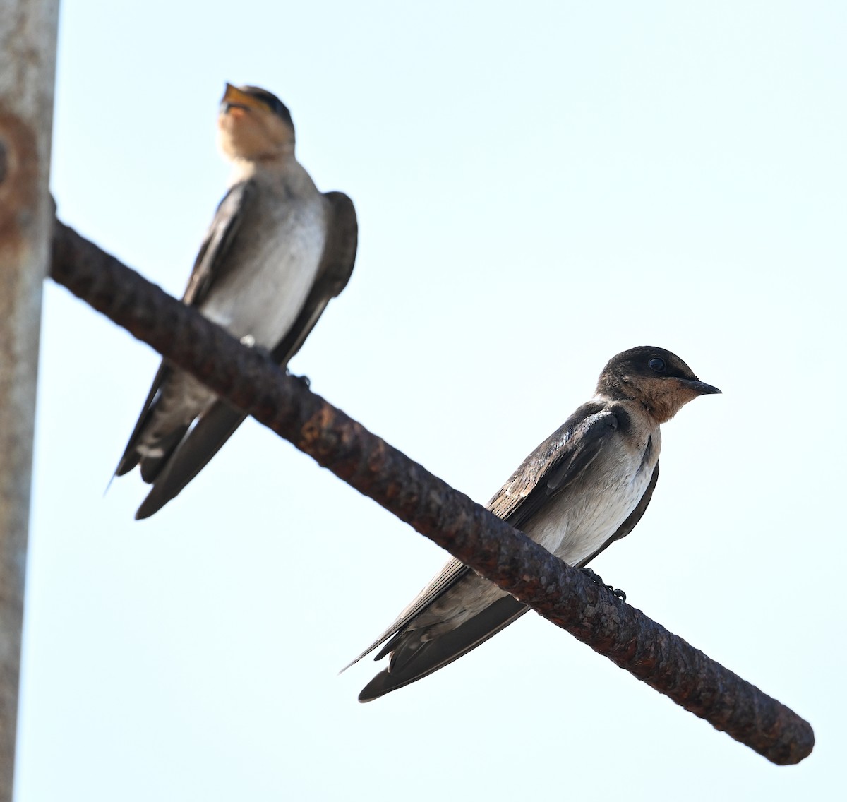 Pacific Swallow - ML638288822