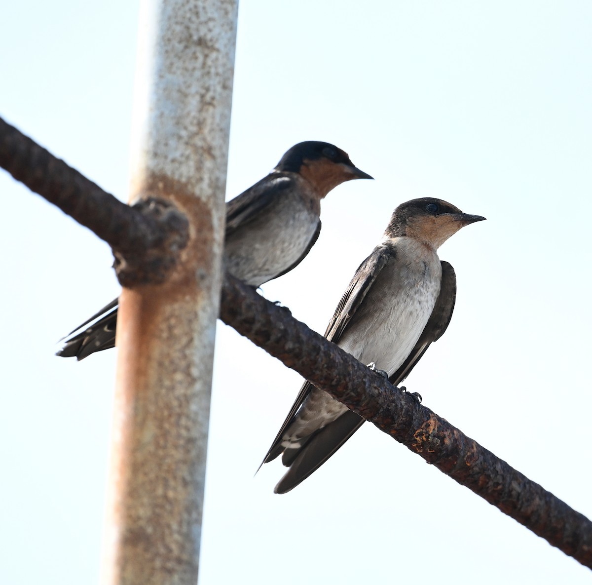 Pacific Swallow - ML638288823