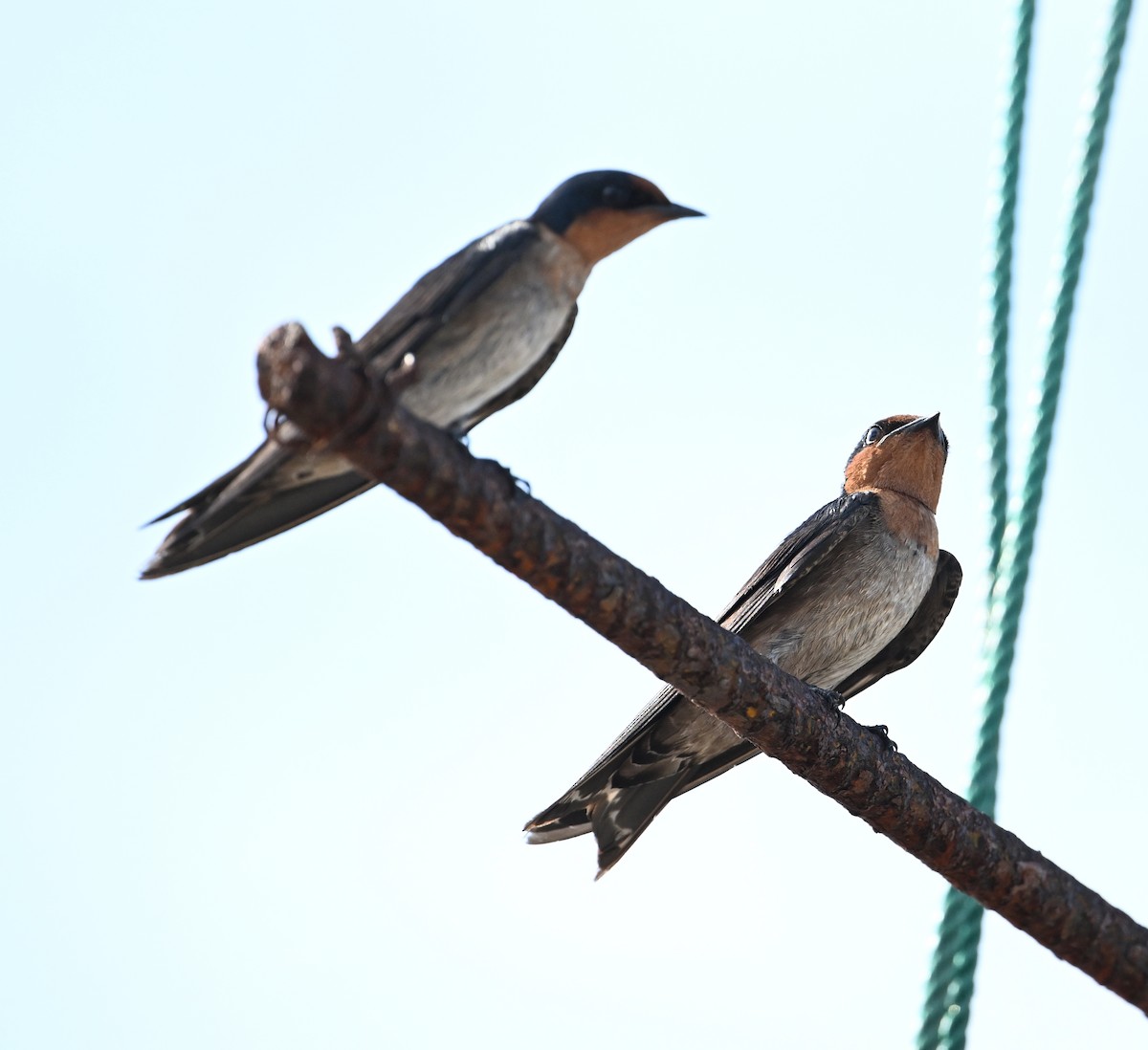 Pacific Swallow - ML638288824