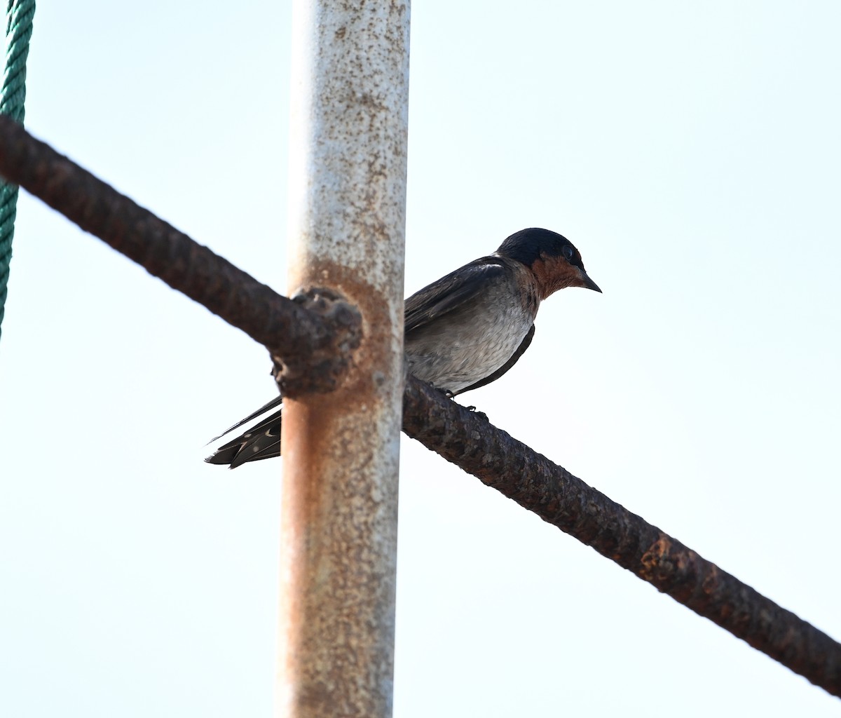 Pacific Swallow - ML638288825
