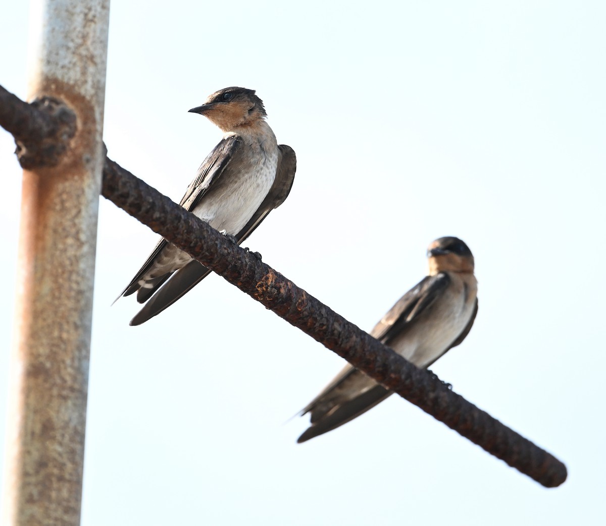 Pacific Swallow - ML638288826