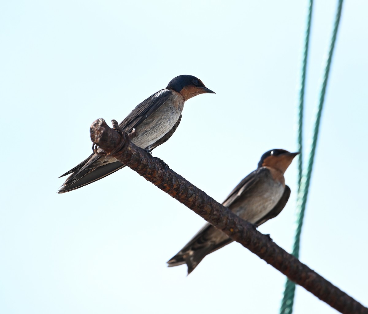 Pacific Swallow - ML638288827
