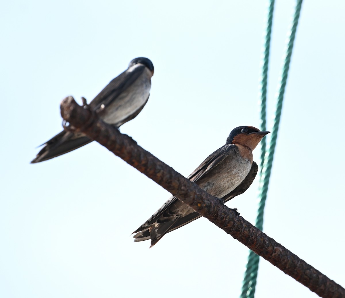 Pacific Swallow - ML638288828