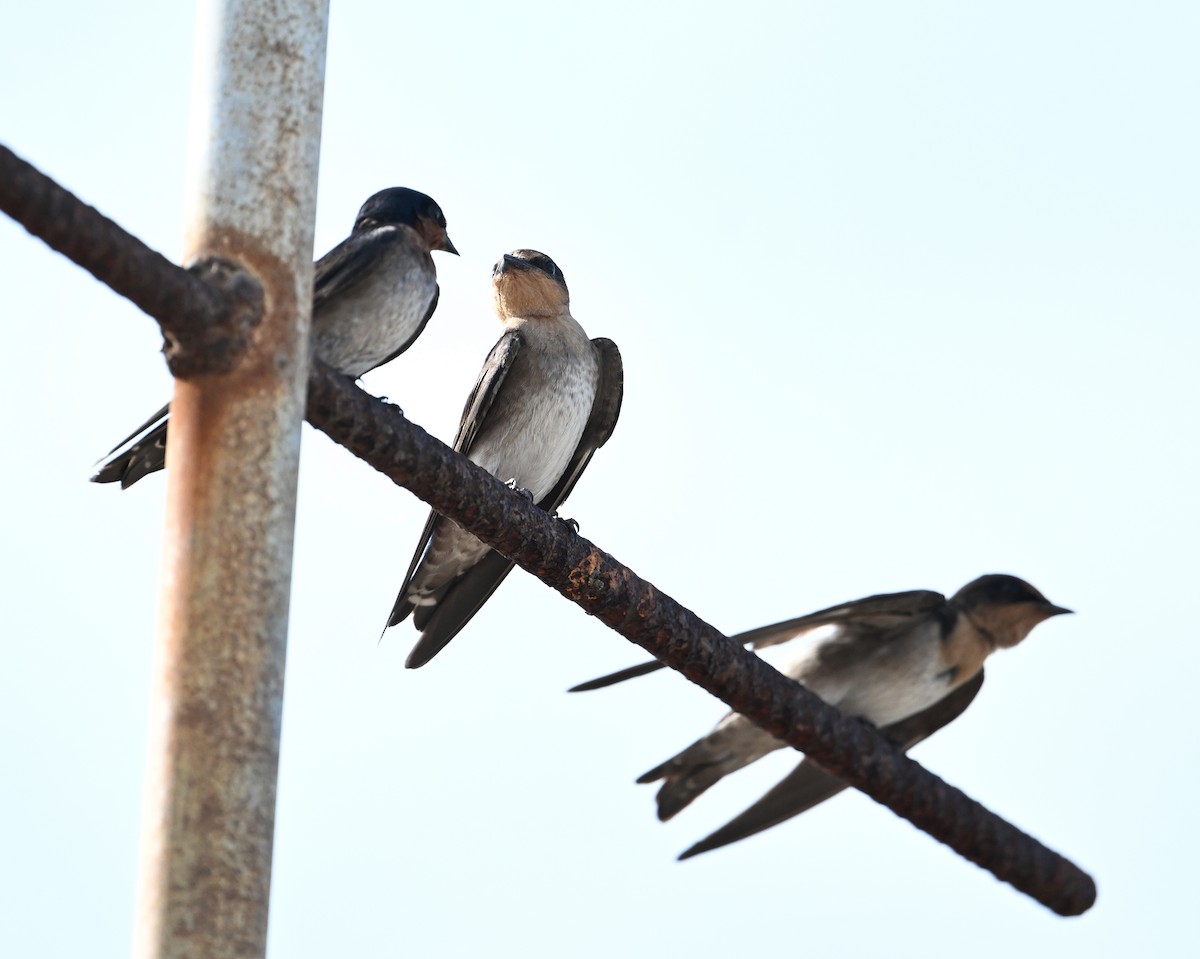 Pacific Swallow - ML638288829