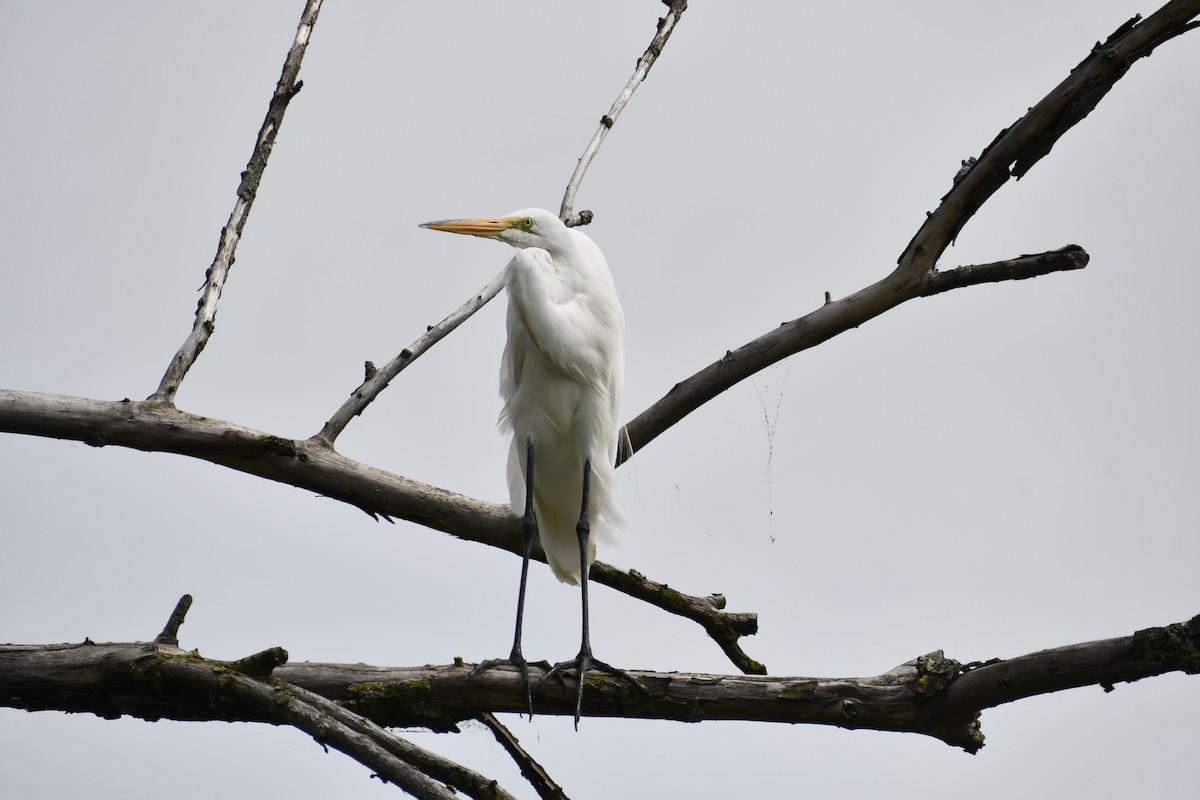 Great Egret - ML638288832