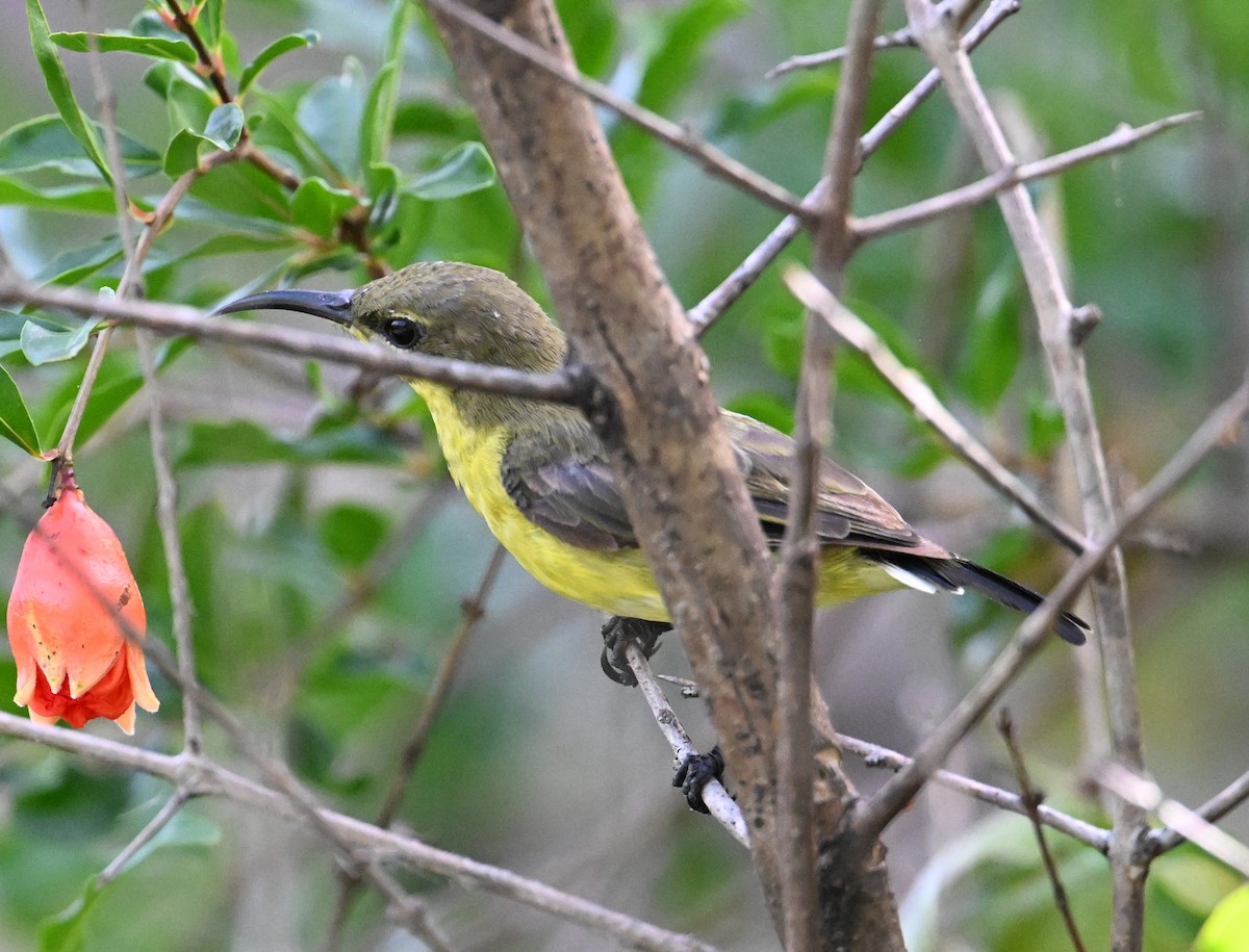 Ornate Sunbird (Ornate) - ML638288834