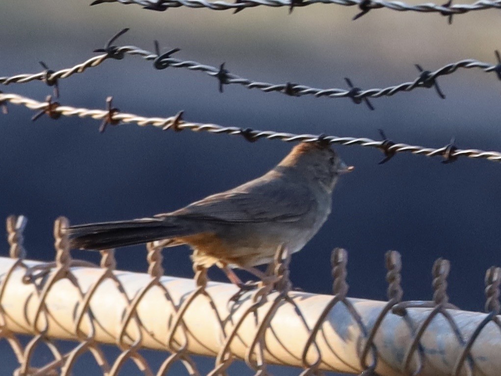 Canyon Towhee - ML638288843
