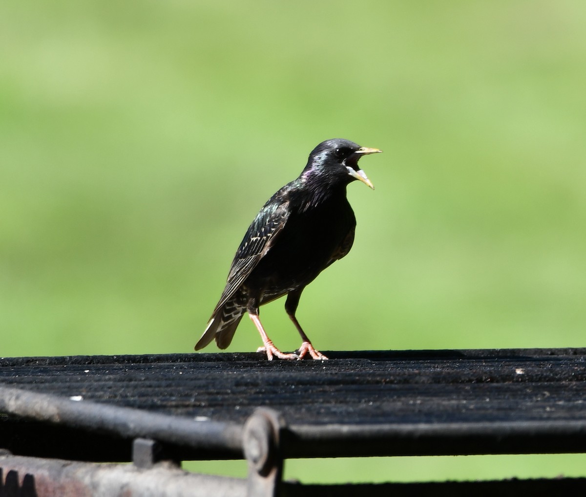 European Starling - ML638288865