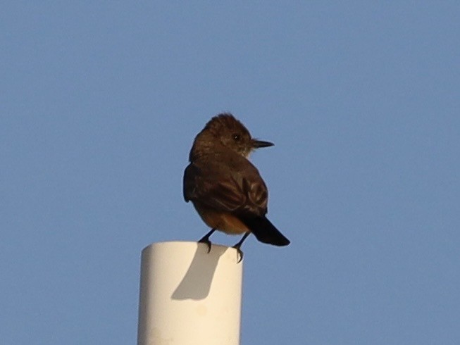 Say's Phoebe - ML638288867