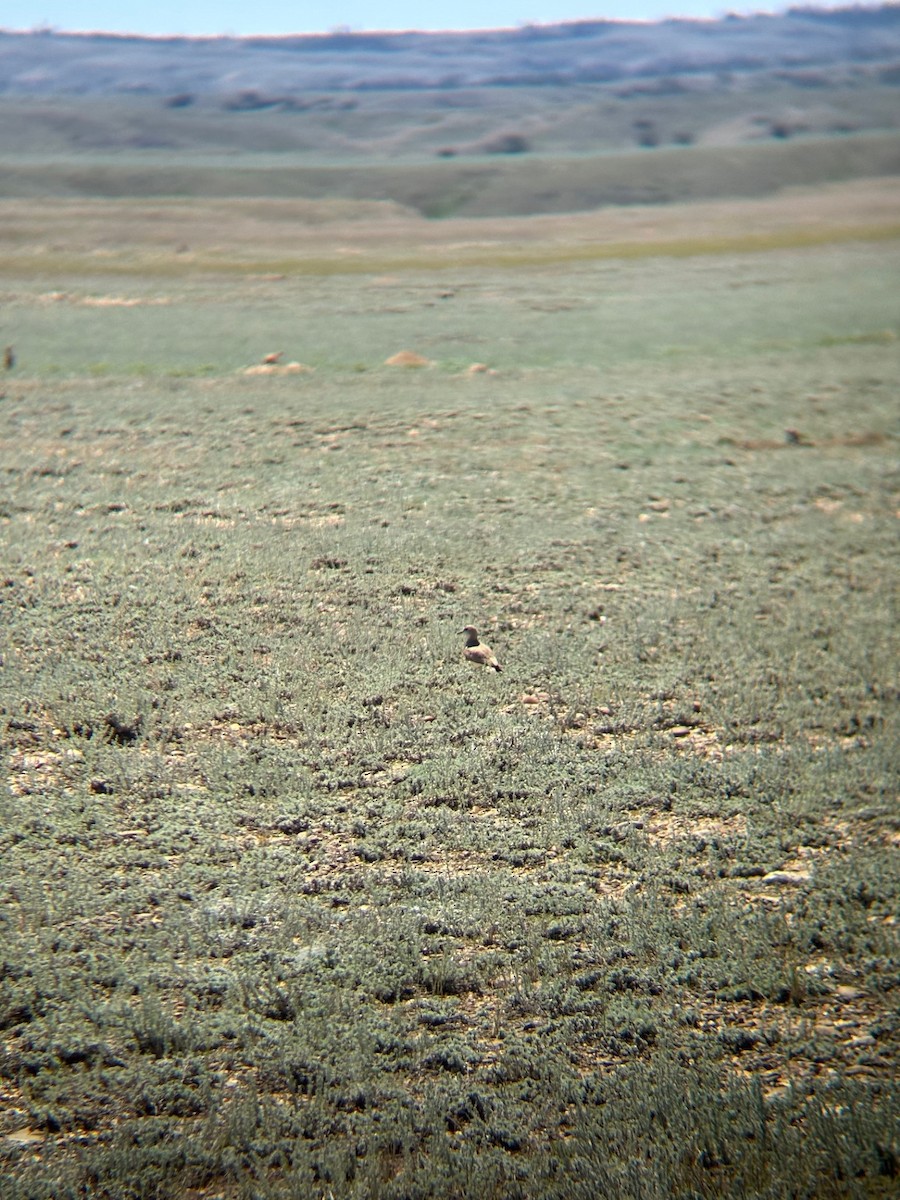 Mountain Plover - ML638288868